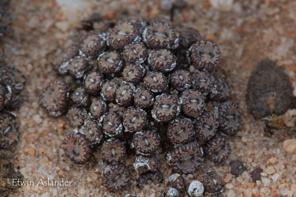 Conophytum comptonii – Cape Succulent Seeds