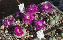 Argyroderma pearsonii