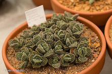 Aloinopsis setifera  (Kliprand)