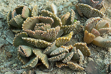 Aloinopsis malherbei  (Loeriesfontein)