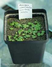Aloinopsis rubrolineata