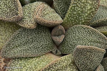 Aloinopsis rubrolineata
