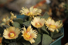 Aloinopsis rubrolineata