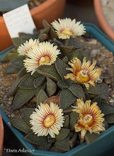 Aloinopsis rubrolineata