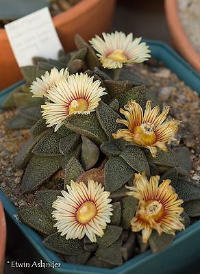 Aloinopsis rubrolineata