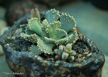 Aloinopsis malherbei  (Loeriesfontein)