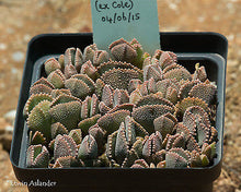 Aloinopsis malherbei  (Loeriesfontein)