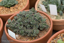 Aloinopsis setifera  (Kliprand)