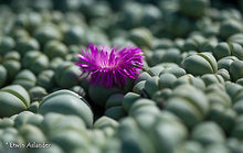 Argyroderma pearsonii