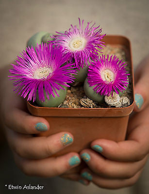 Argyroderma pearsonii