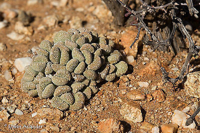 Aloinopsis villetii EA4065 (Brakfontein)