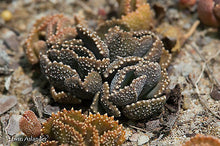 Aloinopsis malherbei  (Loeriesfontein)