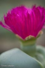 Argyroderma pearsonii