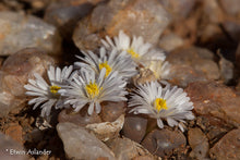 Conophytum,  section Opthalmophyllum mix