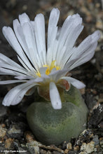 Conophytum,  section Opthalmophyllum mix