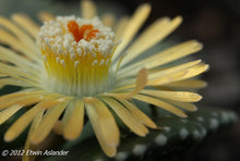 Aloinopsis malherbei  (Loeriesfontein)