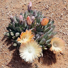 Cheiridopsis denticulata