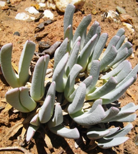 Cheiridopsis denticulata