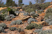 Cheiridopsis denticulata