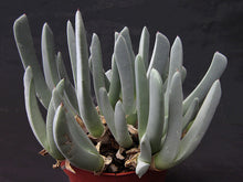 Cheiridopsis denticulata