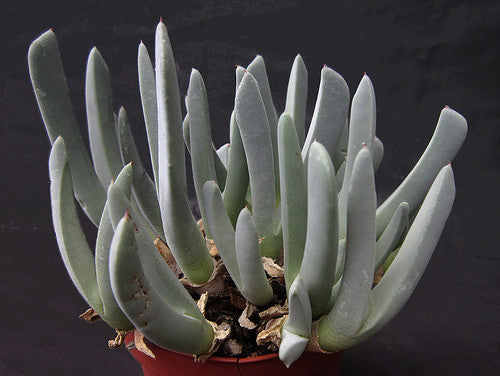 Cheiridopsis denticulata