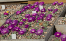 Argyroderma pearsonii