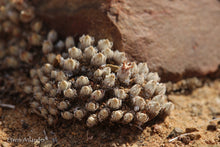 Antimima pygmaea EA317