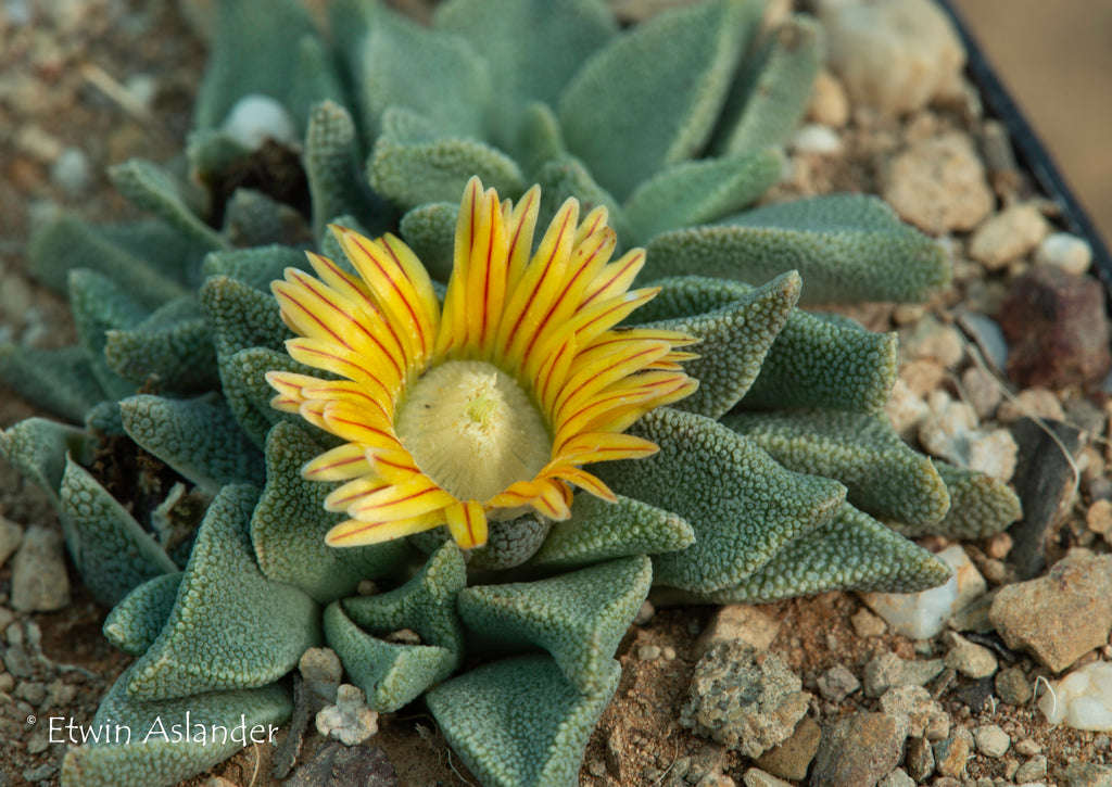Nananthus vittatus (Kimberly district) – Cape Succulent Seeds