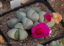 Cheiridopsis glomerata EA4080 (s/Naroegas)