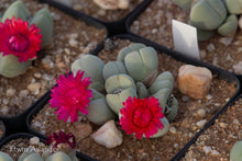 Cheiridopsis glomerata EA4080 (s/Naroegas)