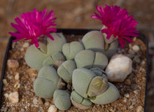 Cheiridopsis glomerata EA4080 (s/Naroegas)