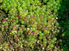 Conophytum burgeri  - EA009