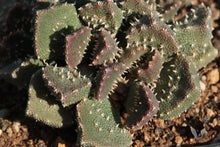 Aloinopsis setifera  (Kliprand)