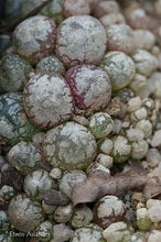 Conophytum burgeri  - EA009