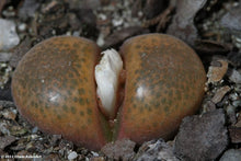 Conophytum,  section Opthalmophyllum mix