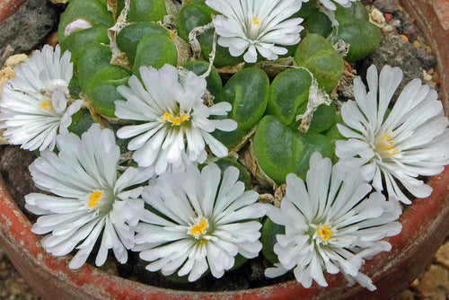 Conophytum longum (Umdaus)