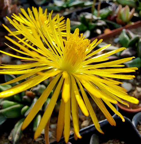 Rhombophyllum rhomboideum