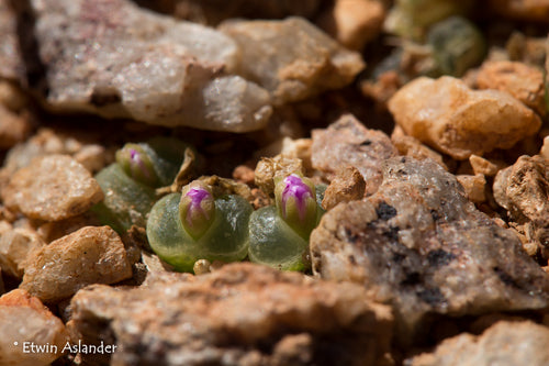 Conophytum limpidum (Achabseberg)