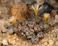 Conophytum comptonii