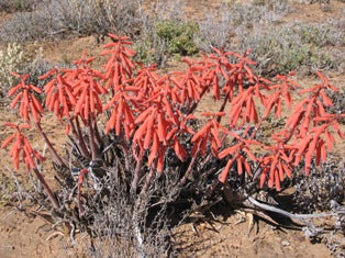 Aloe variegata