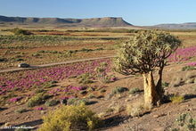 Aloidendron dichotomum - 50 seeds