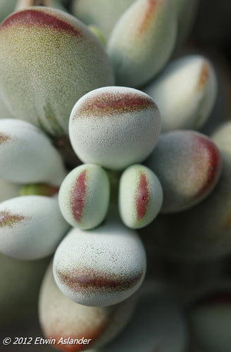 Cotyledon orbiculata var. oophylla (Boegoeberg)