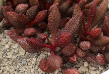 Adromischus marianiae f. herrei - 50 seeds