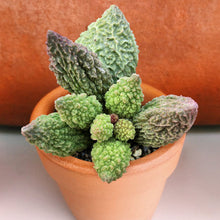 Adromischus marianiae f. herrei - 50 seeds
