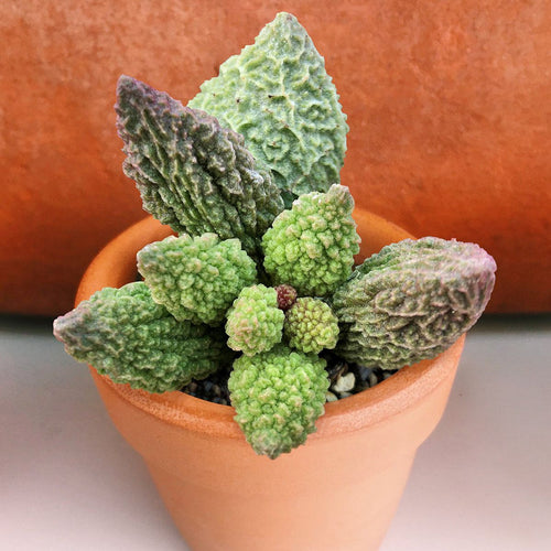 Adromischus marianiae f. herrei - 50 seeds