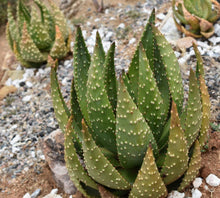 Aloe aculeata - 50 seeds