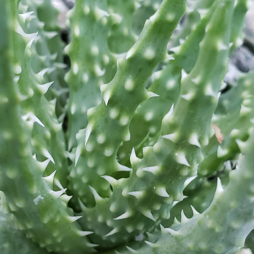 Aloe humilis