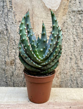 Aloe aculeata - 50 seeds