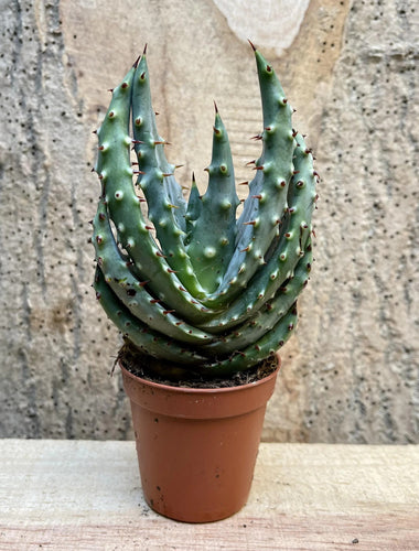 Aloe aculeata - 50 seeds
