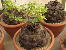 Dioscorea elephantipes - Elephant's Foot